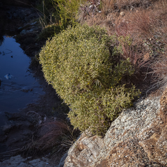 Melolobium microphyllum