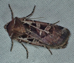 Euxoa divergens