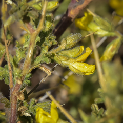 Melolobium microphyllum