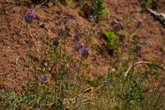 Dichelostemma multiflorum