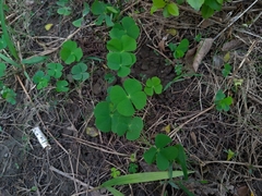 Marsilea minuta