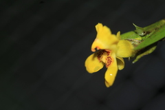 Lockhartia longifolia