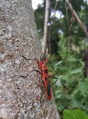 Macrocheraia grandis