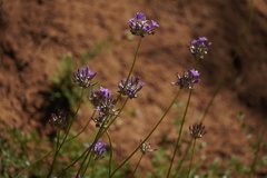 Dichelostemma multiflorum