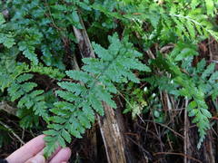Asplenium lamprophyllum