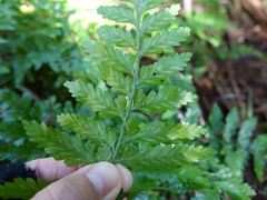 Asplenium lamprophyllum