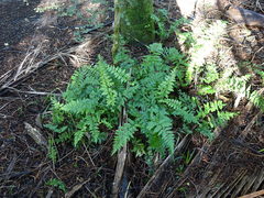Asplenium lamprophyllum