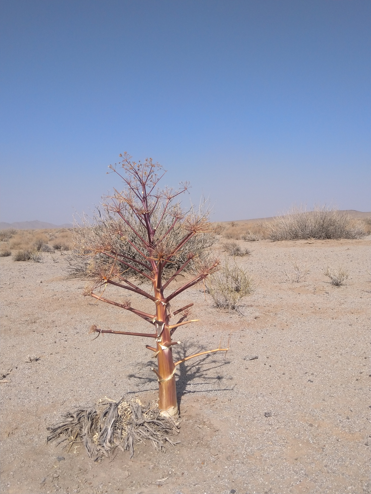 Ferula alliacea