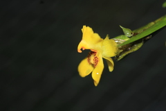 Lockhartia longifolia
