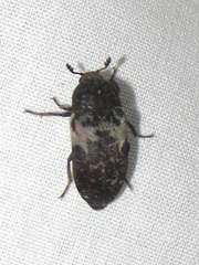 Dermestes marmoratus