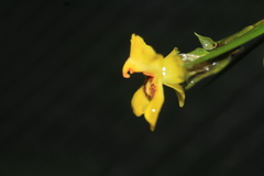 Lockhartia longifolia