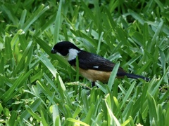 Sporophila torqueola