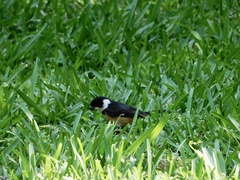 Sporophila torqueola