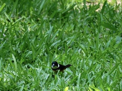 Sporophila torqueola