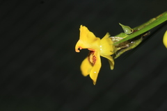 Lockhartia longifolia
