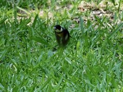 Sporophila torqueola