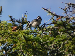 Poecile atricapillus image