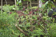 Ardisia compressa