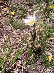 Gagea serotina