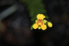 Lockhartia longifolia