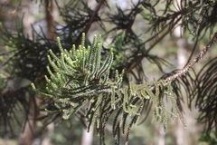 Araucaria heterophylla