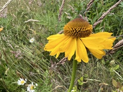 Helenium bolanderi