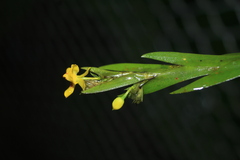 Lockhartia longifolia
