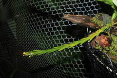 Lockhartia longifolia