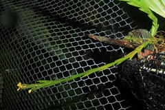 Lockhartia longifolia