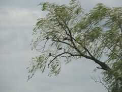 Patagioenas picazuro