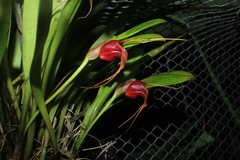 Masdevallia corniculata