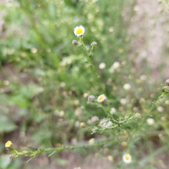 Psilactis brevilingulata