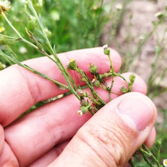 Psilactis brevilingulata