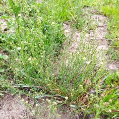 Psilactis brevilingulata