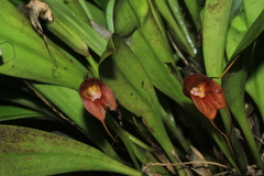 Masdevallia corniculata