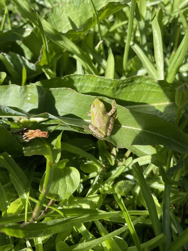 iNaturalist observation photo of Pacific chorus frog