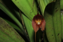 Masdevallia corniculata