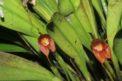 Masdevallia corniculata