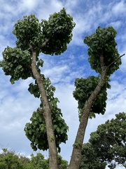 Hura polyandra