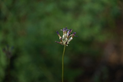 Dichelostemma multiflorum
