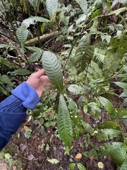 Warszewiczia coccinea