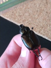 Osmoderma subplanata