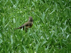Sporophila torqueola