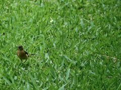 Sporophila torqueola