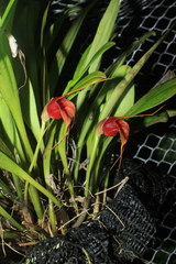Masdevallia corniculata