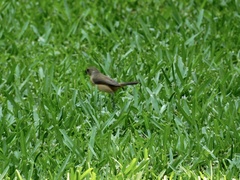 Sporophila torqueola