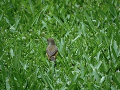 Sporophila torqueola