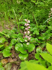 Pyrola minor