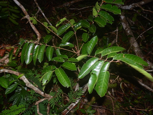 Carapa guianensis - Leaves