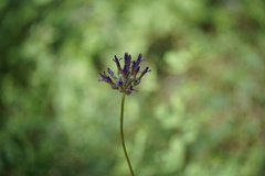 Dichelostemma multiflorum